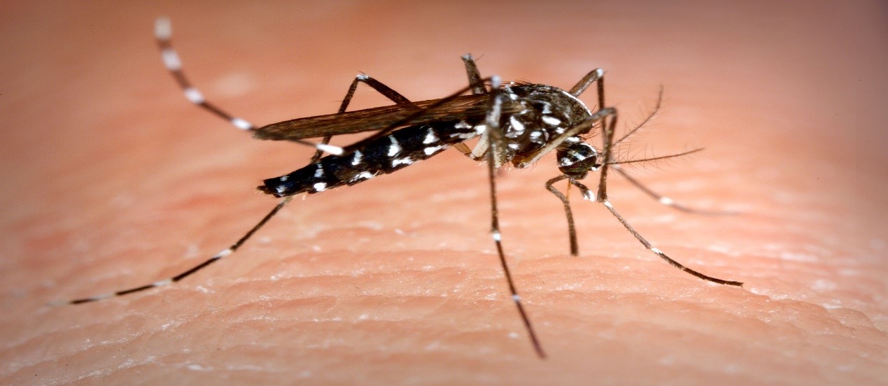 UNDERSTANDING DENGUE FEVER – Phyto-Riker Pharmaceuticals Ltd